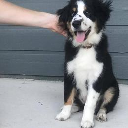 Miniature American Shepherd Puppies from Fruition Farms