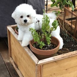 Bichon Frise Puppies from Heavenscent Bichons