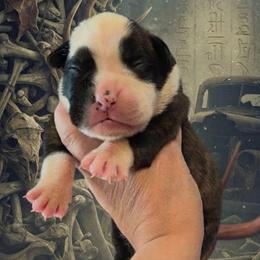 Jigsaw ( boy) - Brindle male Boxer puppy in Red Boiling Springs, Tennessee from Silver Rain