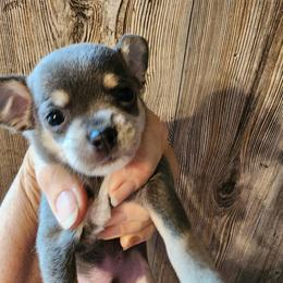 Blake - Blue and white male Chihuahua puppy in Nc, Florida from Brusseluv2