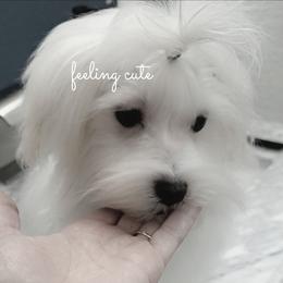 Tessa - White female Maltese puppy in Ludington, Michigan from OT Maltese & Co