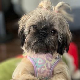 Rosie - Shih Tzu