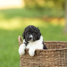 Rowan - Tri-color male Bernedoodle puppy in Delta, Pennsylvania from KEE Bernedoodles