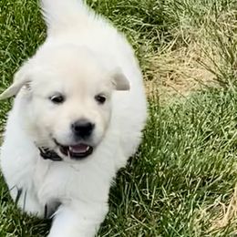 Golden Retriever and Jack Russell Terrier Puppies from Shelby Burleson's Golden Retrievers and Jack Russell Terriers