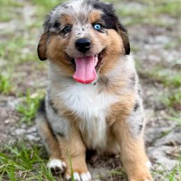 Blue collar - Blue merle male Miniature Australian Shepherd puppy in 32046, Florida from River Hill Ranch