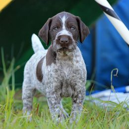 German Wirehaired Pointer Puppies from Reece GWP