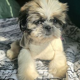 Cinna - Tricolor female Shih Tzu puppy in Stroudsburg, Pennsylvania from Puppyville Pa Shih Tzu & frenchies
