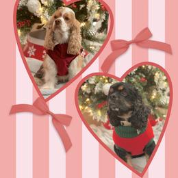 Cocker Spaniel puppies from BRX Country Cockers LLC