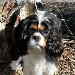 Violet - Cavalier King Charles Spaniel