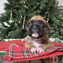 Miss White - Fawn female Boxer puppy in Prairieville, Louisiana from Puppy Patch