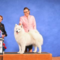 Rouge - Samoyed