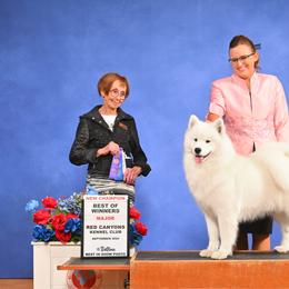 Rouge - Samoyed
