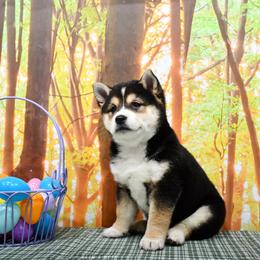 Boy 2 - male Shiba Inu puppy in Arcola, Illinois from Highline Puppies