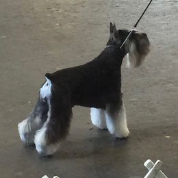 Miniature Schnauzers from Alpen Mini Schnauzers, Salt Lake City