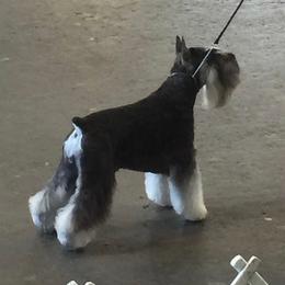 Miniature Schnauzers from Alpen Mini Schnauzers, Salt Lake City
