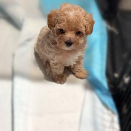 Luisa - Cream female Maltipoo puppy in Bells, Texas from Partridge Doodles and Poodles