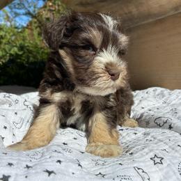 Samson - Liver male Miniature Schnauzer puppy in Hemet, California from Journee Home Mini Schnauzers