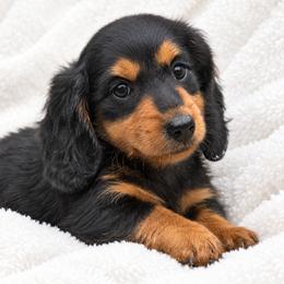 Tank - Black and tan male Dachshund puppy in Dinwiddie, Virginia from East Coast Dachshunds