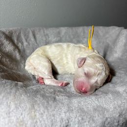 Apex - Cream female Poodle puppy in Elkin, North Carolina from Poodle and Doodle Haven