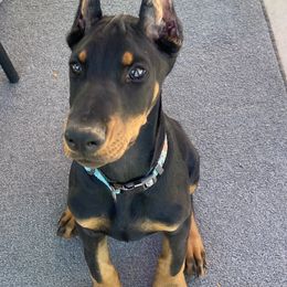 Beagle and Doberman Pinscher Puppies from Daisy Mountain Beagles