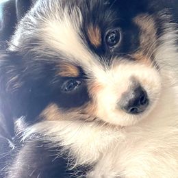 Toy Australian Shepherds from Slo Toy Aussies at Antonia