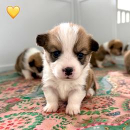 Yellow Collar Girl - Red female Pembroke Welsh Corgi puppy in Yulee, Florida from Pembroke Welsh Corgis at Belle Haven