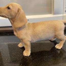 Dachshund Puppies from Northwest Dachshunds