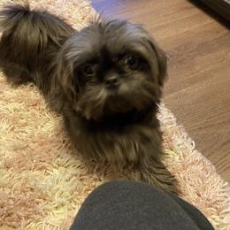 Shih Tzu Puppies from Margaret Szegda