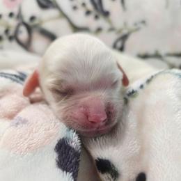 Forest - Blenheim male Cavapoo puppy in Roseville, California from Heavenly Goldendoodles