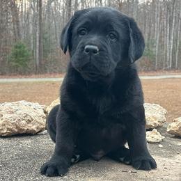 Black Male - Black male Labrador Retriever puppy in Beaverdam, Virginia from Gold Heart Labradors
