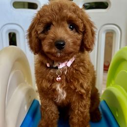 Girl 2 Pink collar - Red female Cavapoo puppy in Gilbert, Arizona from Azteddybeardoodles