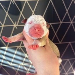Peep - female Alapaha Blue Blood Bulldog puppy in Hudson, New Hampshire from WICKED Alapaha Kennel