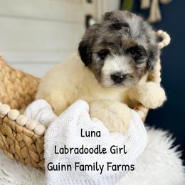 Luna - Merle female Labradoodle puppy in Grove, Oklahoma from Guinn Family Farms