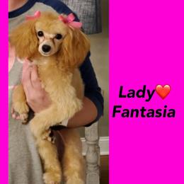 Fanta - Poodle