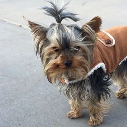 Yorkshire Terriers from Earthmountain Yorkies