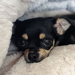 Zorro - Chihuahua