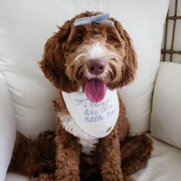 Cozy - Goldendoodle