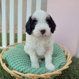 Wormtail - Tri-color male Bernedoodle puppy in Apache Junction, Arizona from Coffey House Doodles