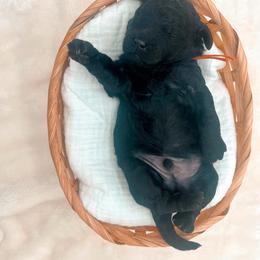 Beau - Black male Goldendoodle puppy in North Carolina from Tuxedo Mountain Doodles
