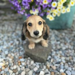 Juniper (Harlow) - Cream female Dachshund puppy in Greenfield, Ohio from Buck Run Creek Dachshunds