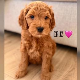 Cruz - Apricot female Goldendoodle puppy in Glendale, Arizona from Follow Your Bliss Doodles
