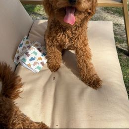 Poodles and Sheepadoodles from C & C doodles and poodles