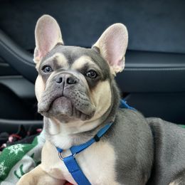 Thanos - French Bulldog