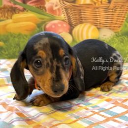 Black and Tan Dapple Female Smooth Orange Collar - Black and tan female Dachshund puppy in Cleveland, Tennessee from Kelly's Doxie Farm