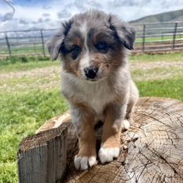 Shaun - Blue merle male Australian Shepherd puppy in Preston, Idaho from KC Bar Ranch Aussies