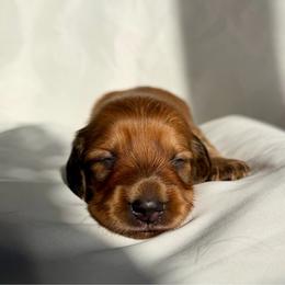 Denali - Red female Dachshund puppy in Michigan from Hidden Haven Dachshunds