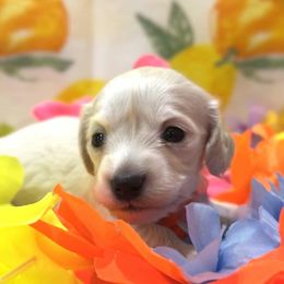 Opals girl - Cream female Dachshund puppy in Ashford, Alabama from Precious Little Lap Babies