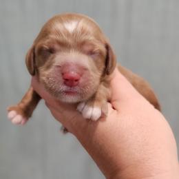 Black Collar Male - Red male Cockapoo puppy in Mocksville, North Carolina from Hunting Creek Farms