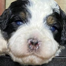Australian Shepherds and Bernedoodles from Aunt-T’s Australian Shepherds