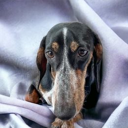 Dotsie - Dachshund